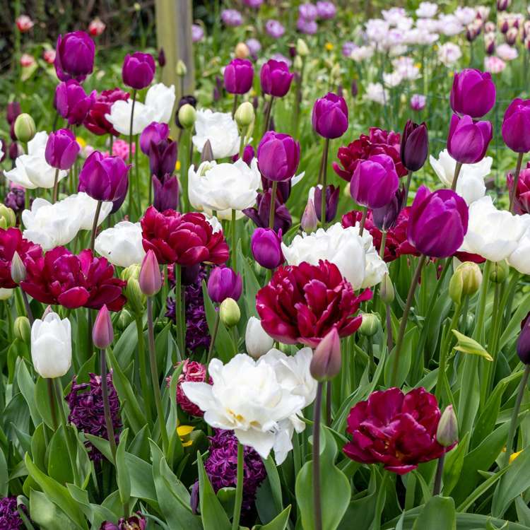 'Svaneke By Night' exklusiv lökmix